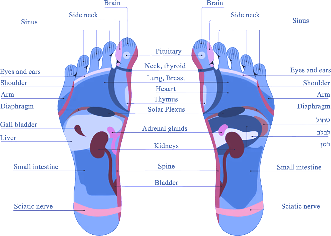 Reflexology map — the body's organs and zones mapped onto the soles of the feet
